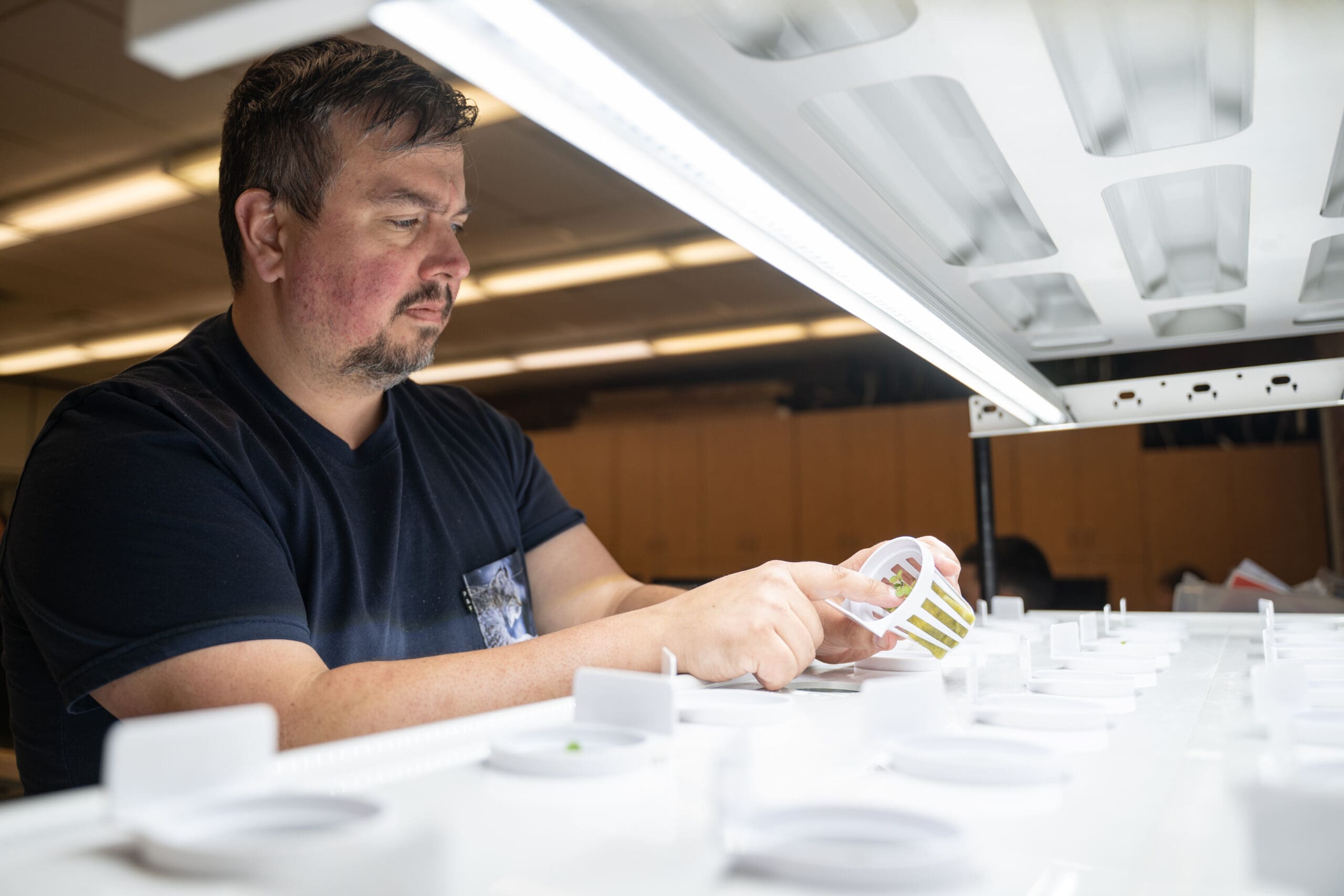 Un homme examine une petite plante dans un pot, sous un éclairage intense, dans un laboratoire, entouré de rangées de pots similaires, ce qui laisse supposer qu'il s'agit d'une expérience scientifique ou agricole contrôlée.